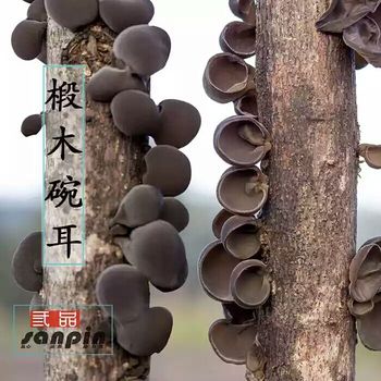 野生椴木小碗耳（特级）长白山特产秋木耳黑木耳干货500g