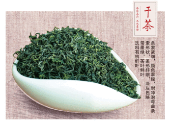 绿茶当年新茶日照充足散装茶叶浓香松阳香茶